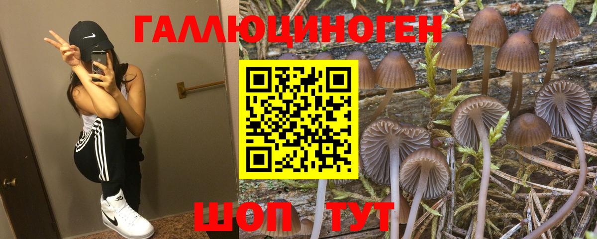 Псилоцибиновые грибы Cubensis Кудымкар